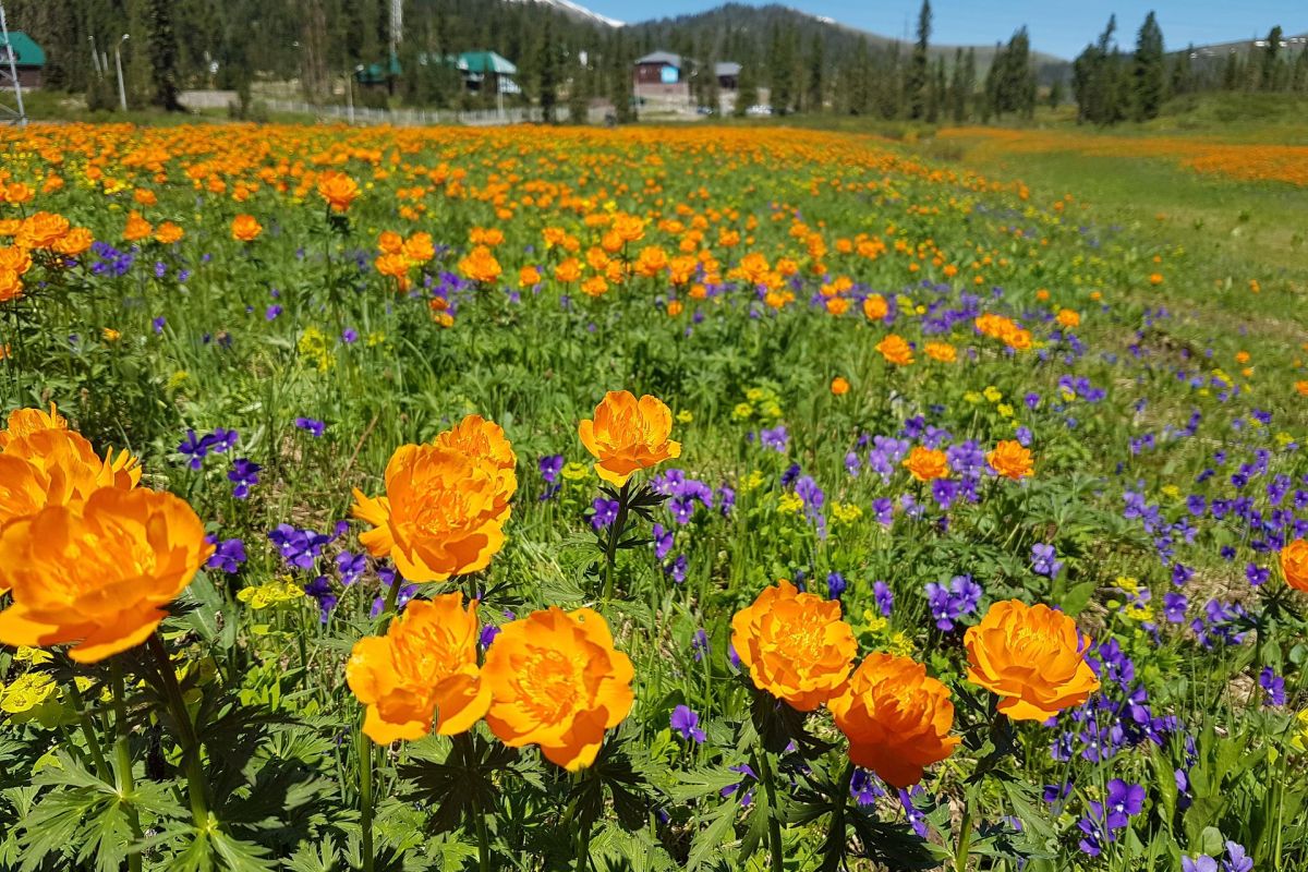 Висячий камень в парке "Ергаки"