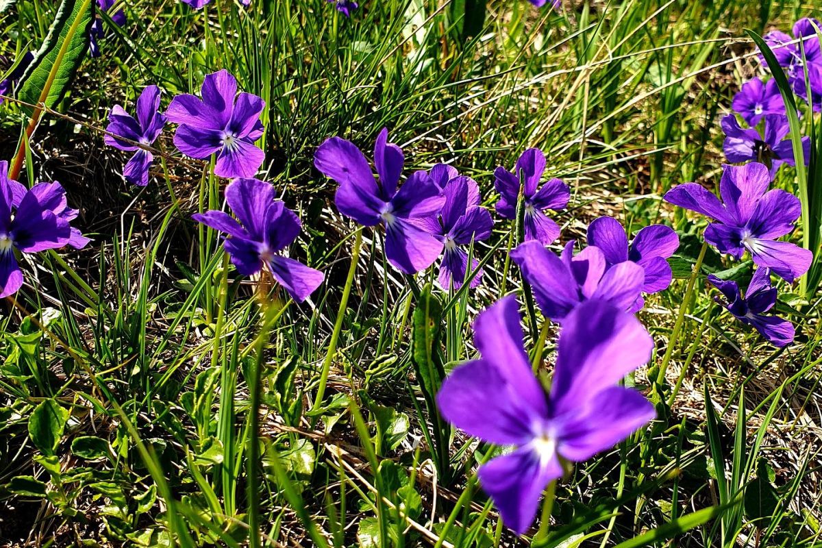 Ивановские озера - экспресс тур