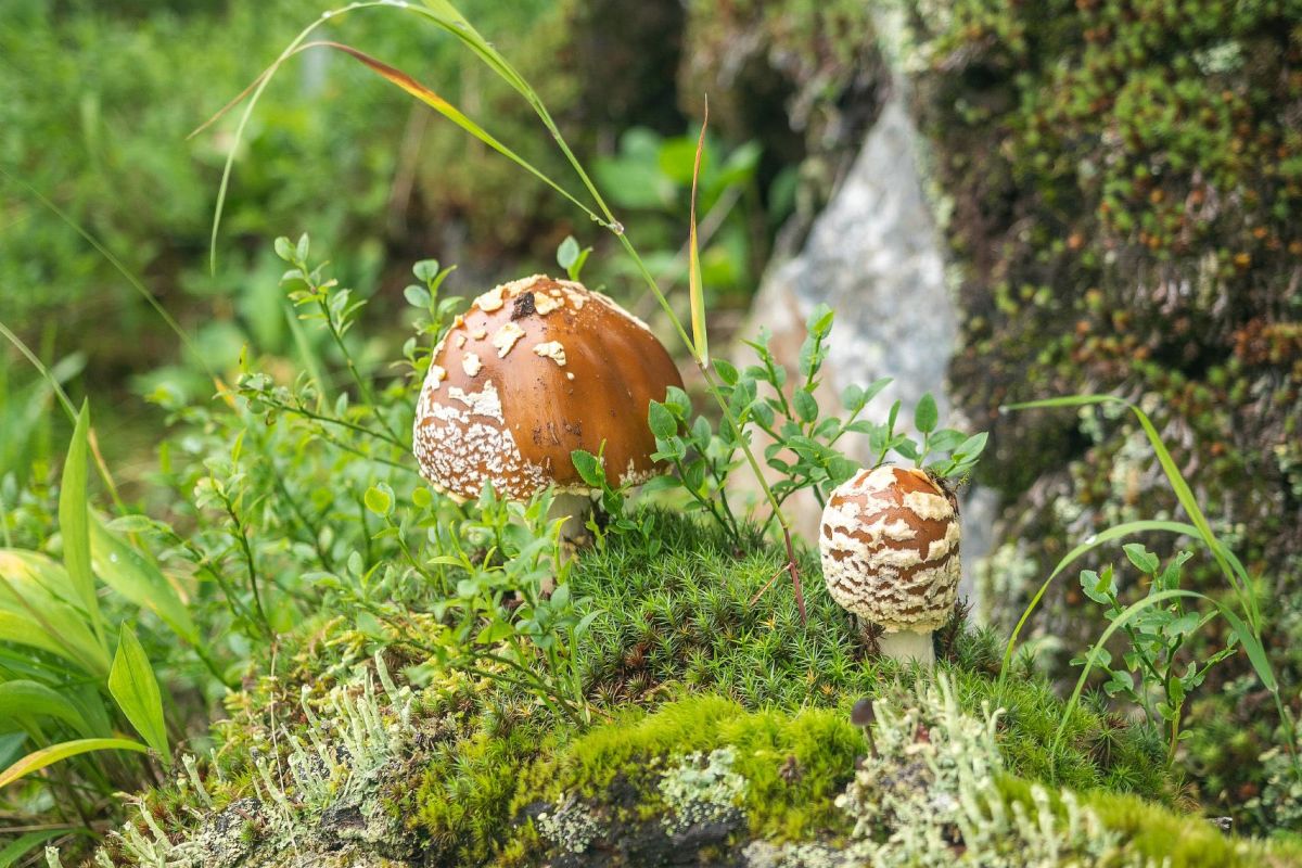 Тур выходного дня в природный парк «Ергаки»: посещение Висячего камня и Каменного города, без рюкзаков