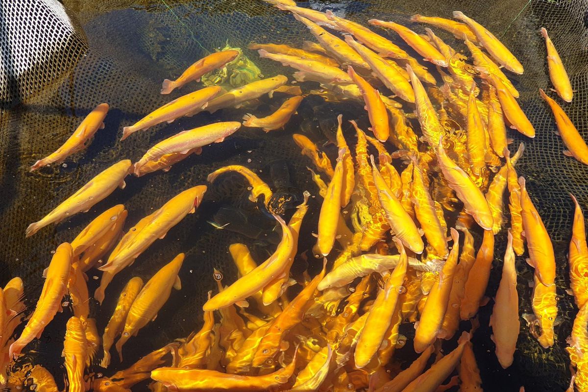 СШГЭС с отдыхом на Енисейском пирсе