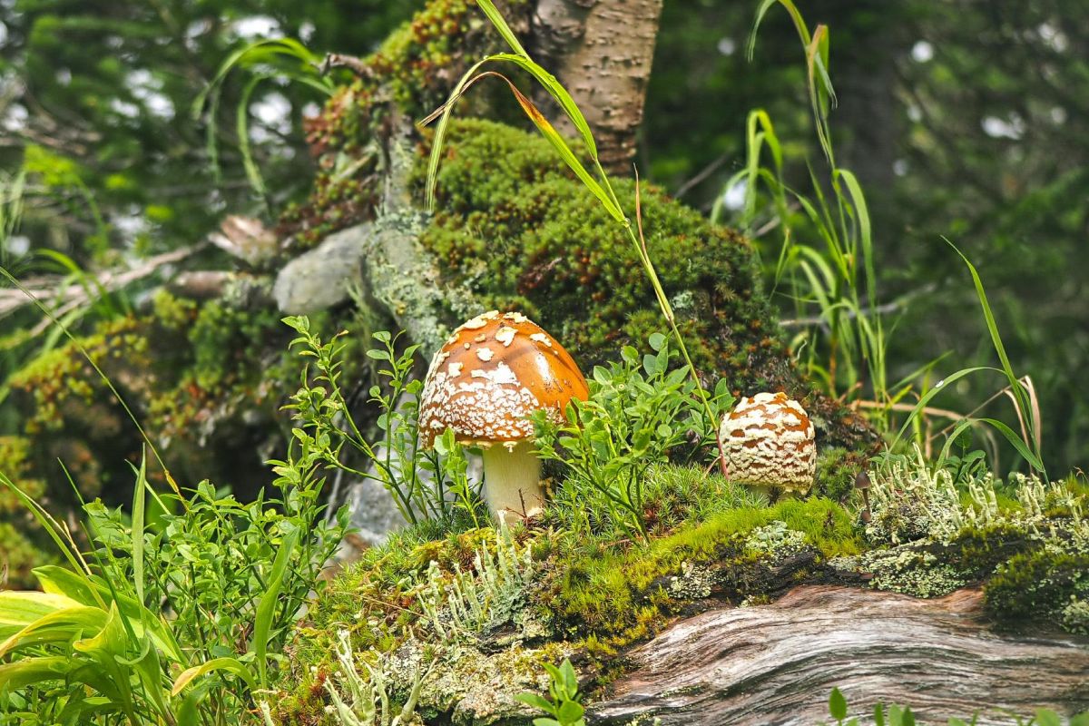 Пешеходный тур в Ергаки