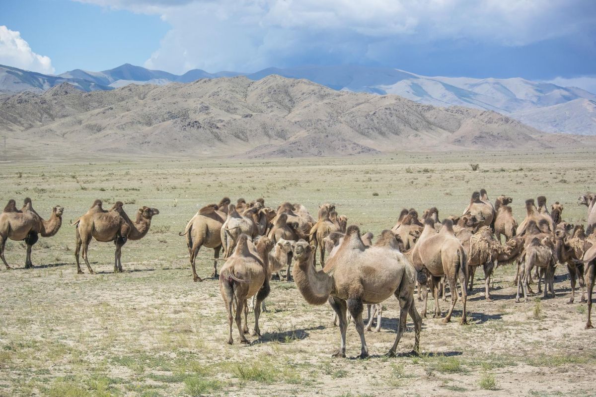 Экспедиционный тур в Монголию «Путь Великой Империи»
